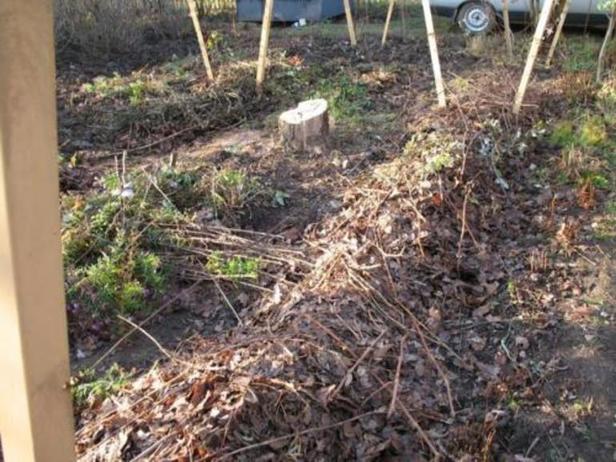 Выкопать, укрыть или обрезать: соседка рассказала, как подготовить хризантемы к зимовке, чтобы они радовали глаз в будущем году