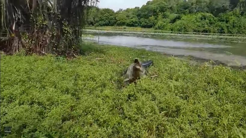 Парень думал, что поймал одну огромную рыбу. Но барракуда была не одна (видео)