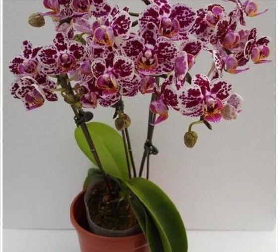 Знакомый флорист рассказал, в каких числах месяца нужно поливать орхидеи. Много лет следую совету, и растения цветут годами