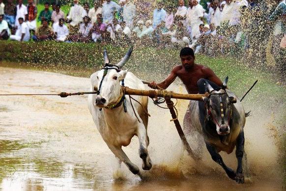 10 странных вещей, которые можно увидеть только в Индии: там есть гонки на быках, а замужние дамы обязаны носить 16 украшений