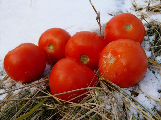 К весне помидоры привыкнут к погоде и закалятся: как правильно посеять томаты под зиму в открытый грунт