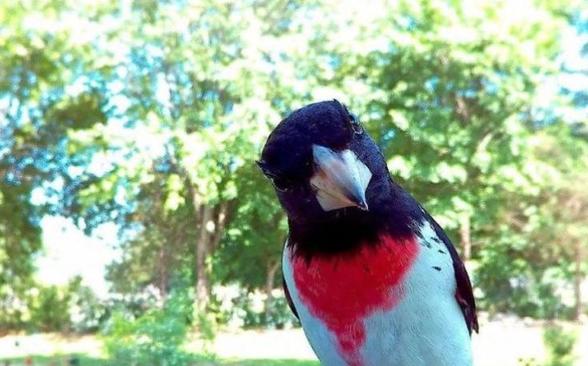 Жена установила камеру в кормушку для птиц: она не ожидала увидеть такие снимки