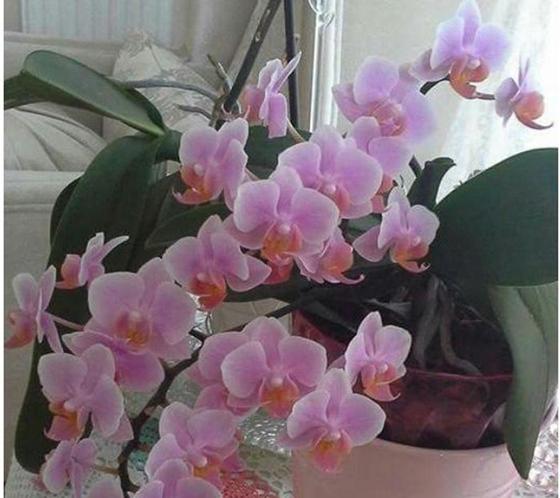 Знакомый флорист рассказал, в каких числах месяца нужно поливать орхидеи. Много лет следую совету, и растения цветут годами