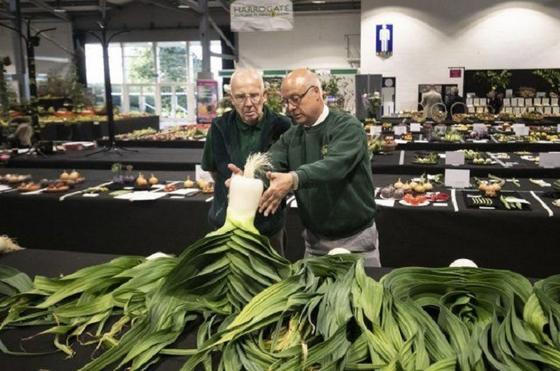 Самые большие в мире: в Англии прошла выставка овощей-гигантов - из тыквы вполне можно вырезать карету