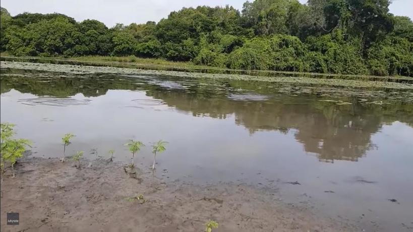 Парень думал, что поймал одну огромную рыбу. Но барракуда была не одна (видео)