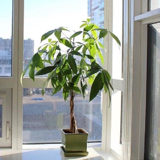 10 комнатных растений, с уходом за которыми справится любой новичок