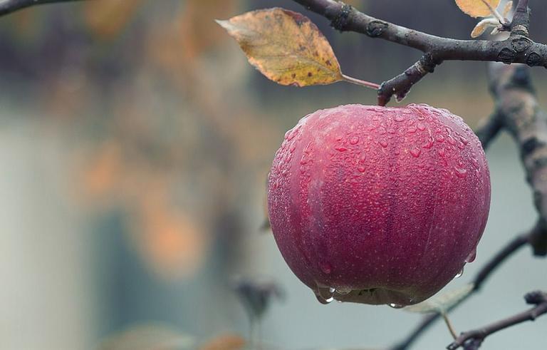 Решила замариновать свежие яблоки на зиму по совету свекрови. И урожай не пропал, и витамины сохранила