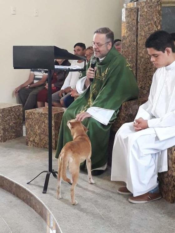 Добрый священник приводит бездомных собак в церковь – чтобы они нашли новые семьи