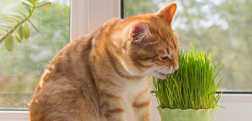 Как защитить комнатные растения от домашних животных: народные средства