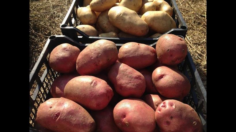 У моей бабушки зимой картошка не пропадает: секреты, как сберечь овощ в холодный сезон. Перебрать, оказывается, недостаточно