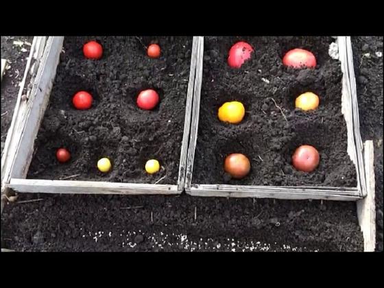 К весне помидоры привыкнут к погоде и закалятся: как правильно посеять томаты под зиму в открытый грунт