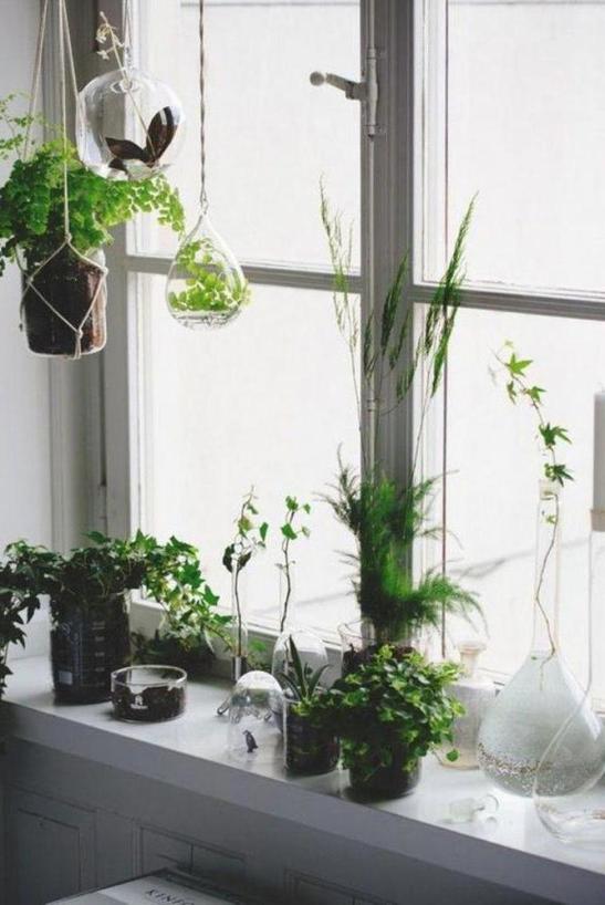 Как вырастить зелень на подоконнике в домашних условиях? Практические советы для самых ленивых