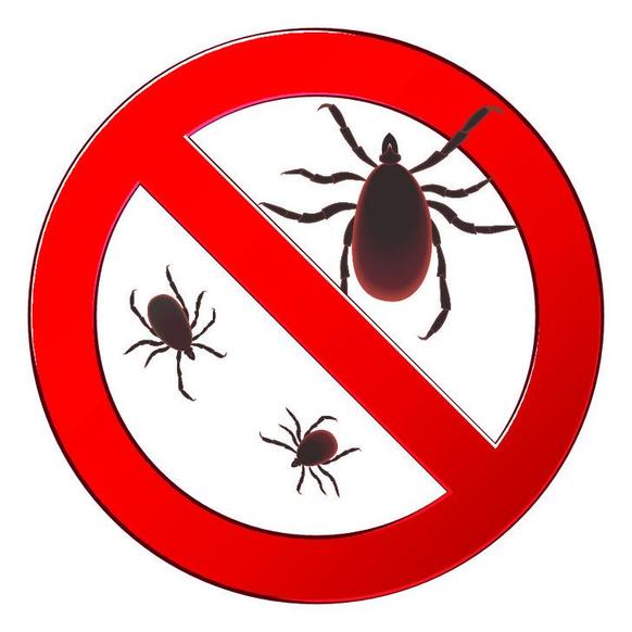 Как раз и навсегда избавиться от насекомых в доме без химических средств: корица и масло мяты придут на помощь