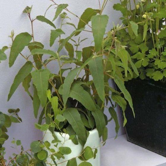 «Комнатные защитники»: растения, которые защитят ваш дом от вирусов и бактерий