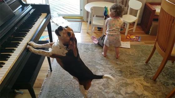 В этом прекрасном мире может произойти все что угодно: собака играет на пианино, а малышка танцует