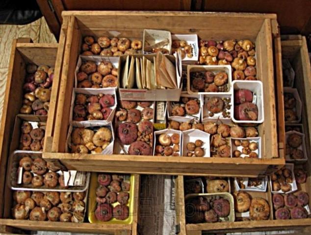 В доме, на балконе, в холодильнике или погребе: плюсы и минусы хранения луковиц гладиолусов в различных местах