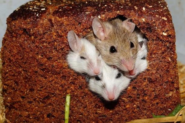 Избавиться от мышей помогут подручные натуральные средства - камфора, стиральный порошок, лавровый лист