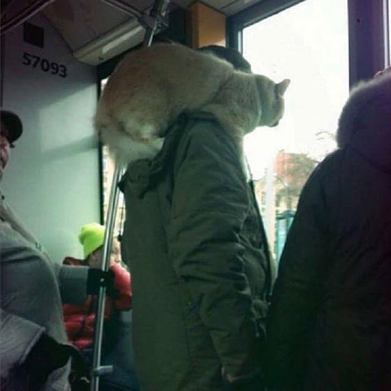 Кот на голове и собака в пуховике: кого только не встретишь в общественном транспорте