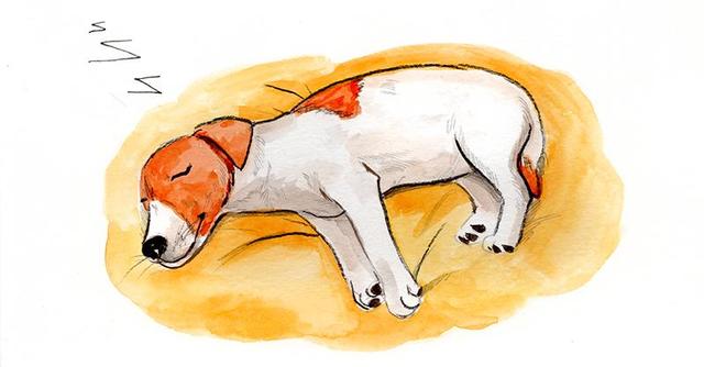 Понаблюдайте за тем, какая любимая поза для сна у вашего пса: это многое расскажет о его характере и отношении к вам