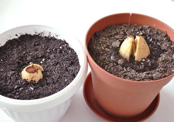 Как я вырастила авокадо из косточки в качестве комнатного растения