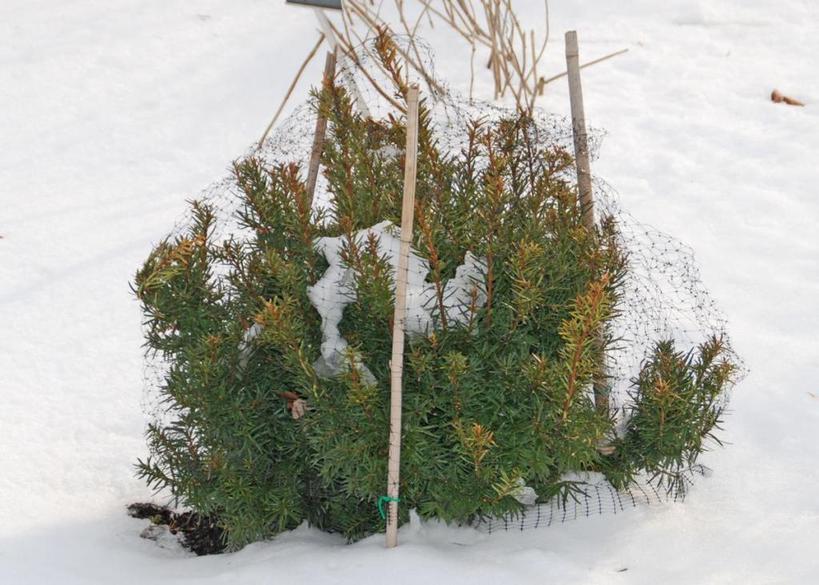 Как обеспечить укрытие от ветра и солнца: 6 советов, которые помогут сохранить вечнозеленые растения зимой