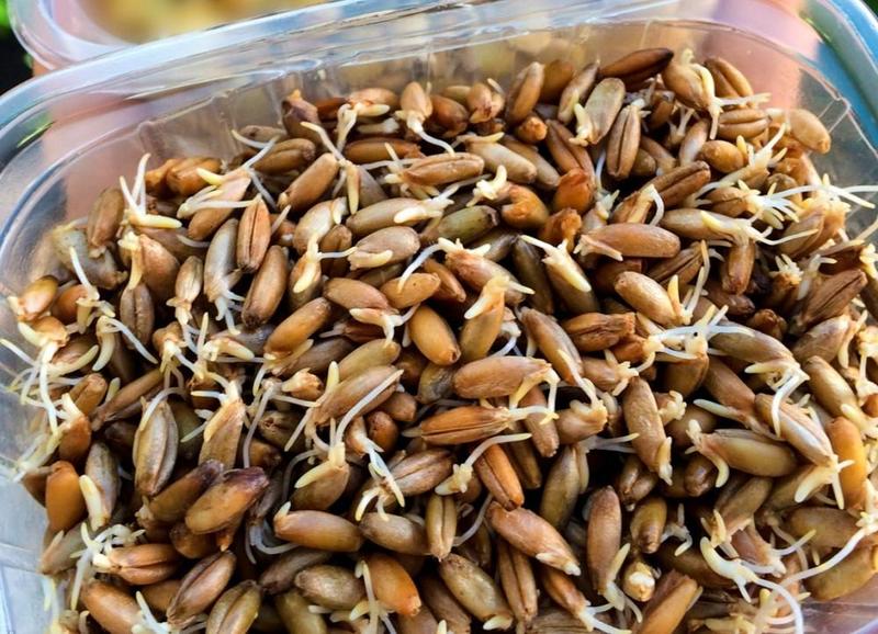Пророщенные семена - самый чудодейственный суперфуд, который содержит больше ферментов, чем любая другая пища на планете. Советы по правильному проращиванию