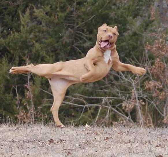 Забавные фотографии смешных собак, которые зарядят вас позитивом