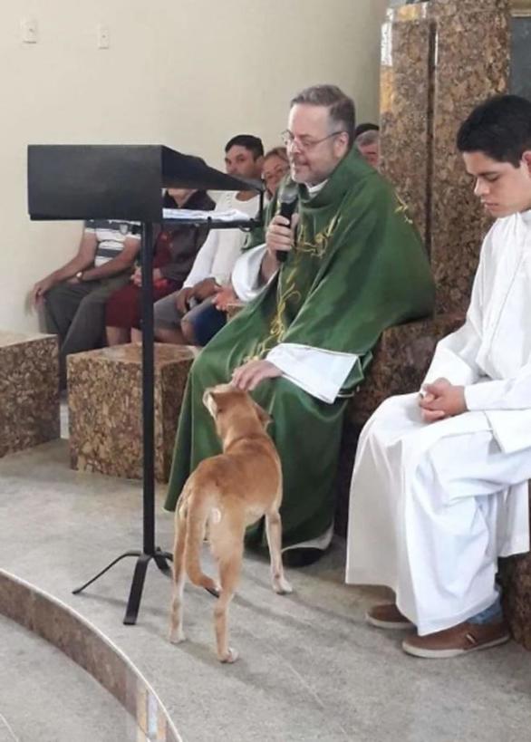 Отец Жуан Пауло - священник, который организовал в церкви центр по спасению животных: собак кормят, лечат и ищут им новых хозяев