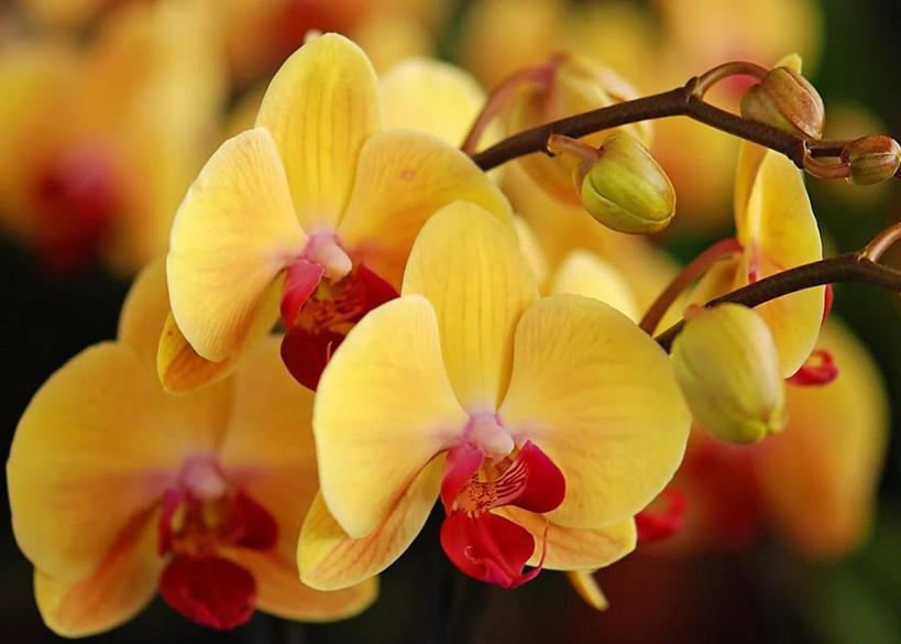 Желтые, белые или голубые: какого цвета орхидеи лучше подарить девушке и что значит оттенок