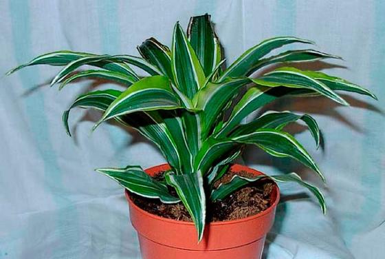 Цикламен, фикус, монстера: комнатные растения, которые вредные для домашних питомцев