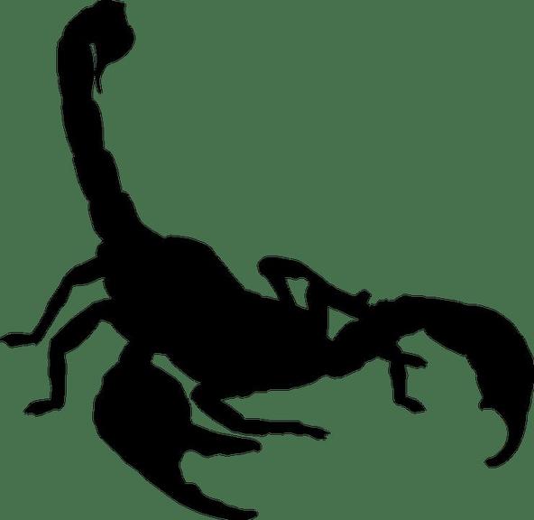 Скорпионы в вашей жизни: 9 причин, почему вы должны оценить их по достоинству