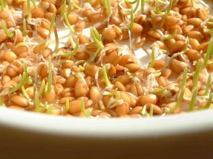 Пророщенные семена - самый чудодейственный суперфуд, который содержит больше ферментов, чем любая другая пища на планете. Советы по правильному проращиванию
