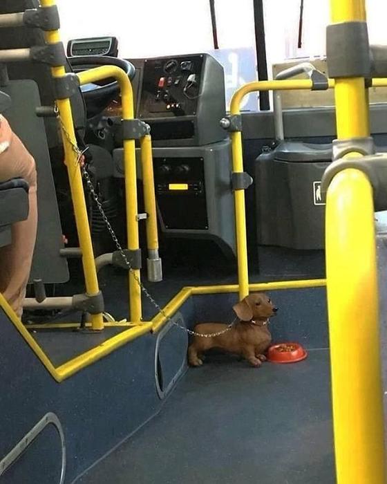 Кот на голове и собака в пуховике: кого только не встретишь в общественном транспорте