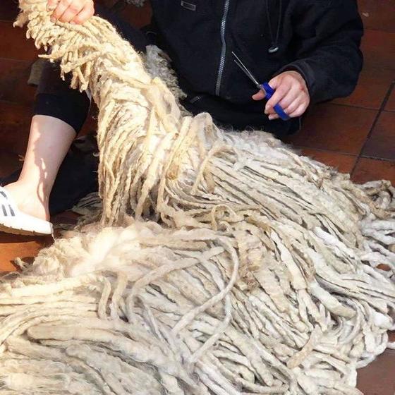 Собака с необычной шерстью: дреды делают ее похожей на палубную швабру (фото)