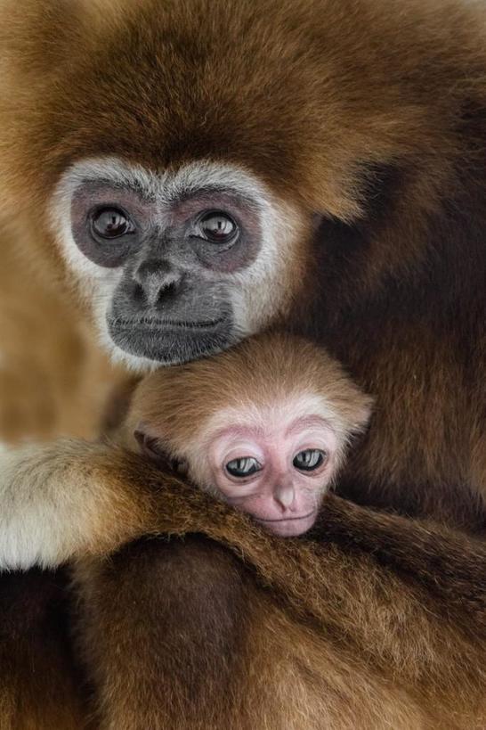 Животные - отменные родители: кадры родительской нежности животных от известного фотографа людям в пример