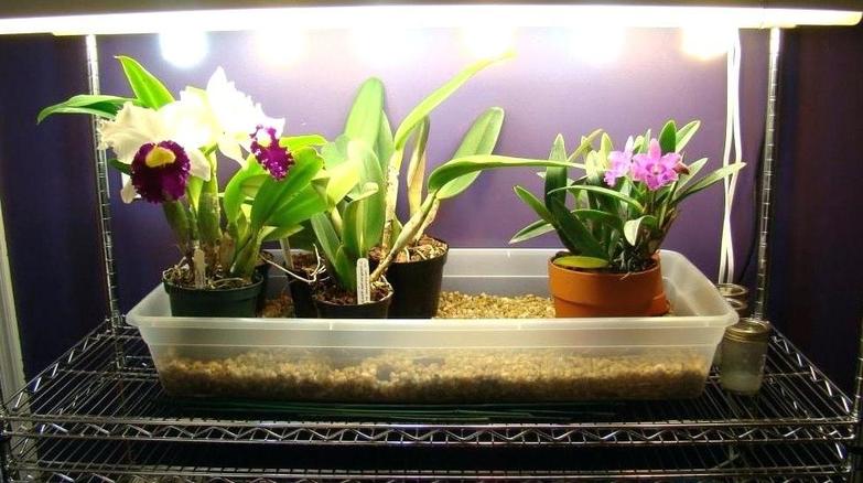 Джунгли в квартире: как выращивать растения зимой при плохом освещении