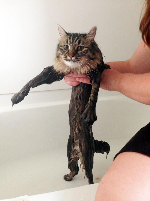 Унылые, мокрые и испуганные: 10 забавных котов, претендующих на звание «Кот года»