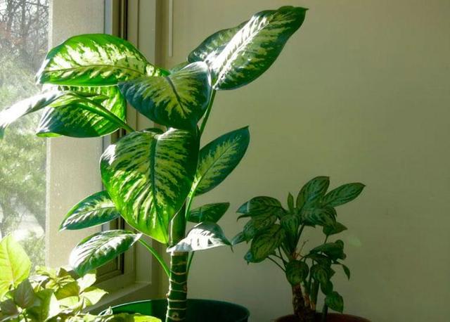 Цикламен, фикус, монстера: комнатные растения, которые вредные для домашних питомцев