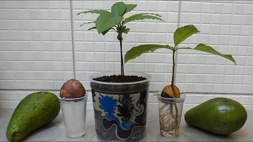 Как я вырастила авокадо из косточки в качестве комнатного растения