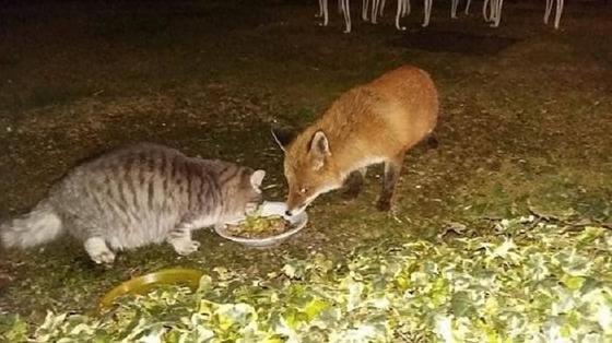 Чтобы покормить кошку, женщина поставила миску с едой у себя во дворе: на трапезу мурлыка пришла не сама