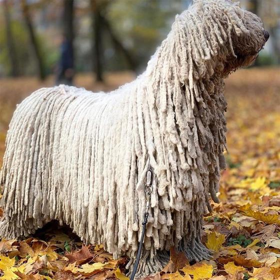 Собака с необычной шерстью: дреды делают ее похожей на палубную швабру (фото)