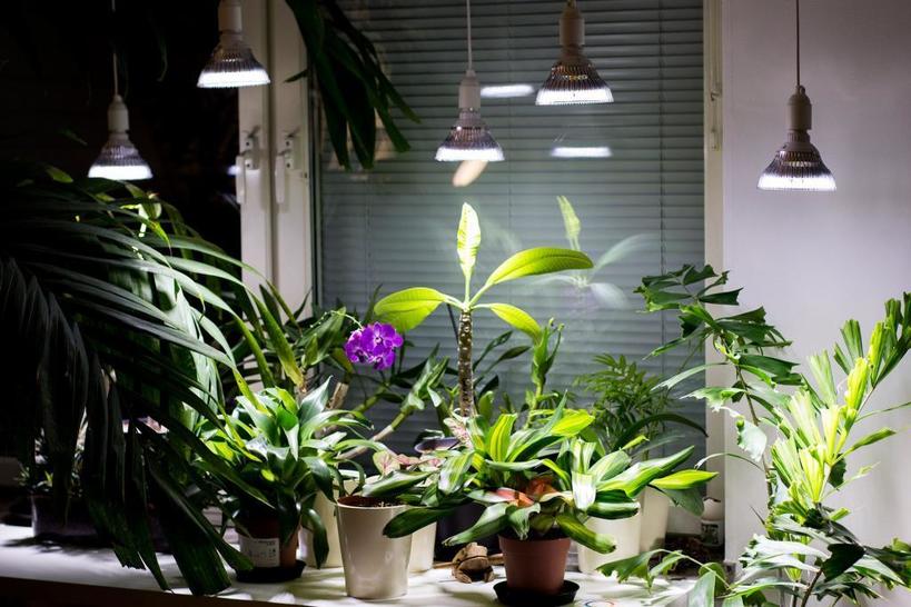 Джунгли в квартире: как выращивать растения зимой при плохом освещении