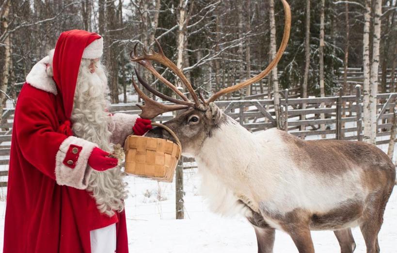 Дети хотели знать, насколько хорошо питаются олени Санта-Клауса, и получили развернутые ответы от ветеринаров со всего мира