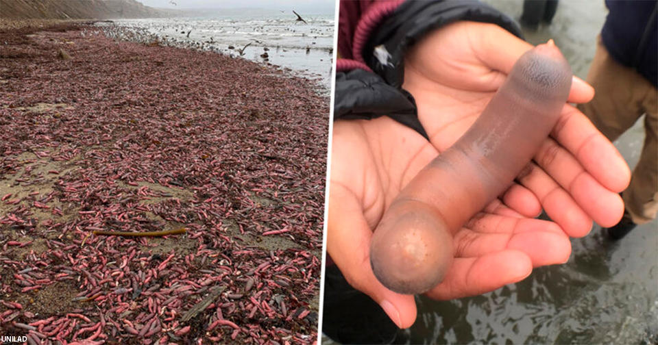 Тысячи рыб пенисов выбросило на берег пляжа в Калифорнии пляже