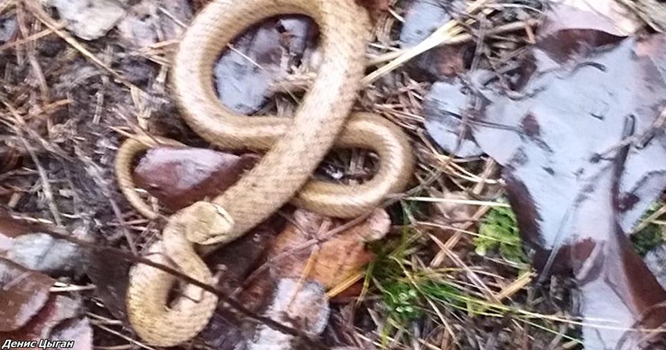 В киевских лесах проснулись агрессивные змеи