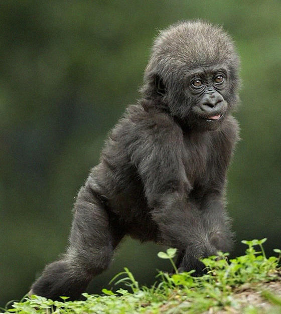 Родился ребёнок гориллы с «плохой» пигментацией пальцев. Люди в ужасе...
