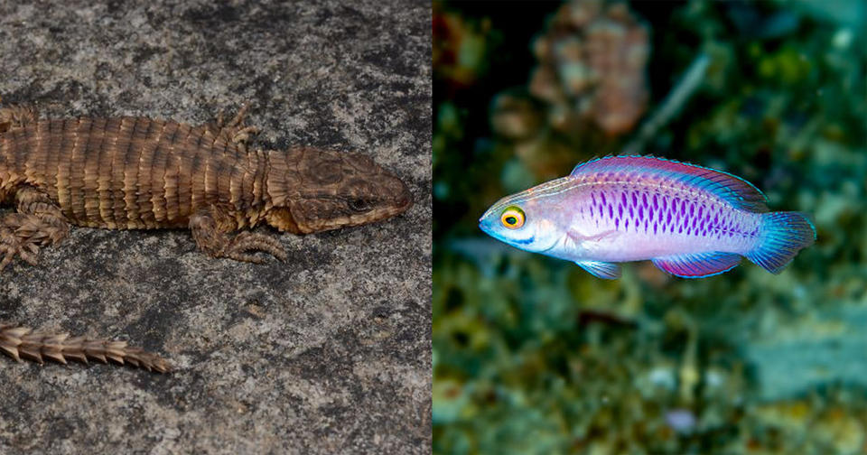 25 фото новых видов, которые ученые нашли в 2019 году