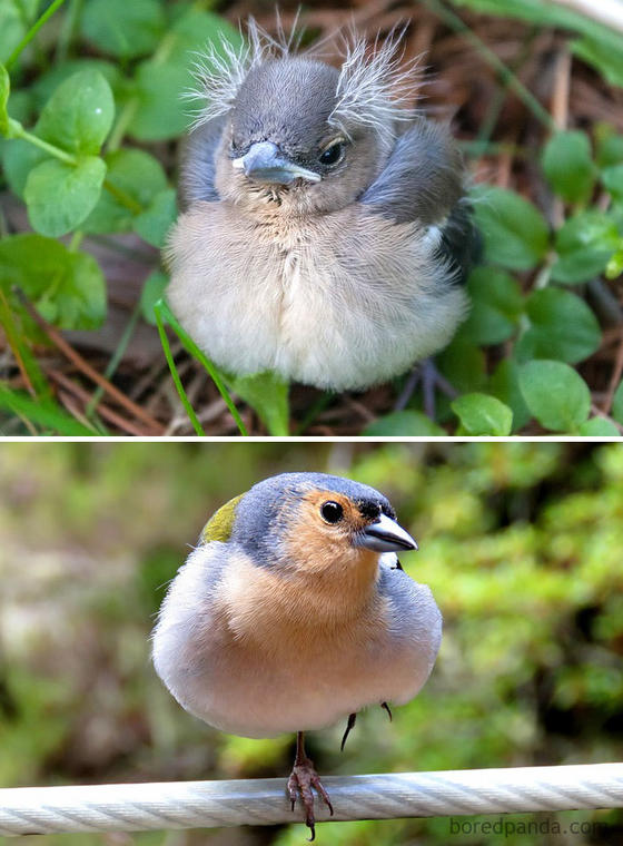Как выглядят птенцы 57 разных видов птиц