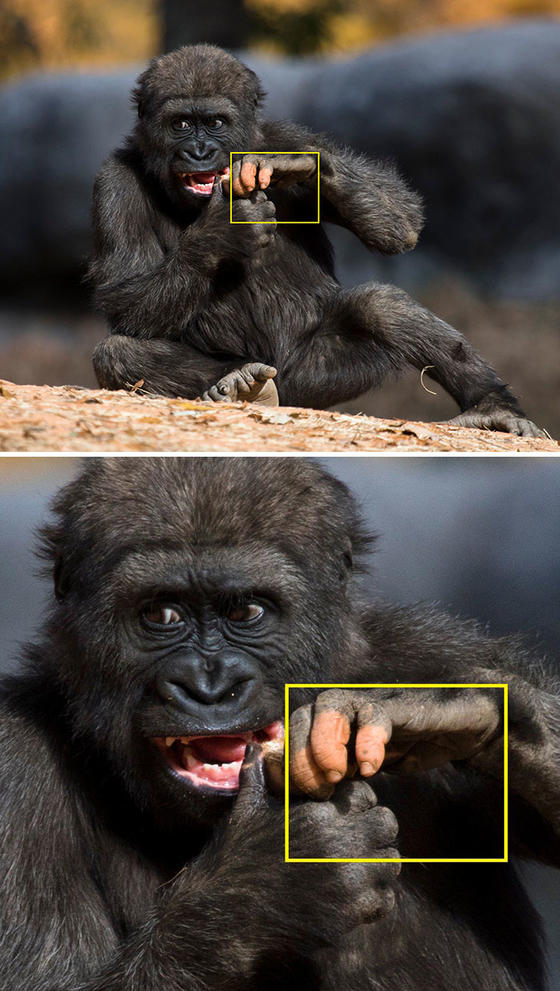 Родился ребёнок гориллы с «плохой» пигментацией пальцев. Люди в ужасе...