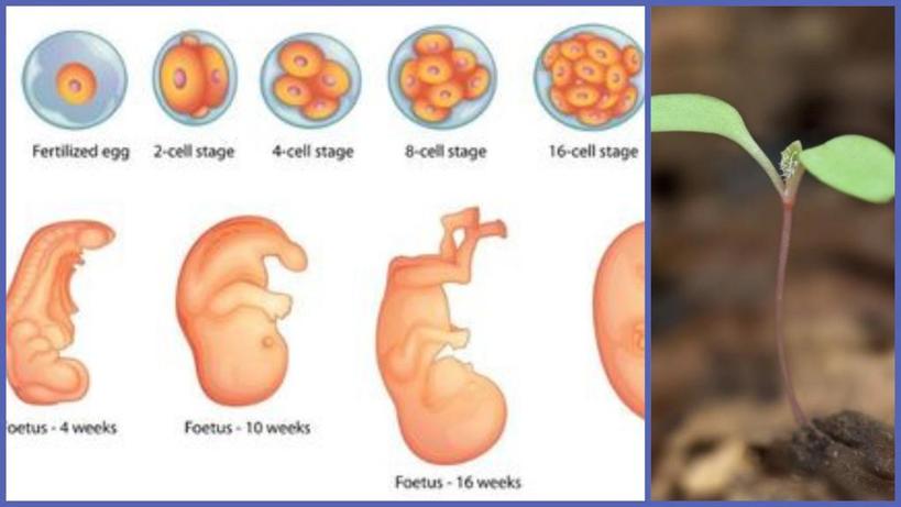 Божья математика беременности: эмбрион развивается по бинарной системе (1, 2, 4, 16 и далее)